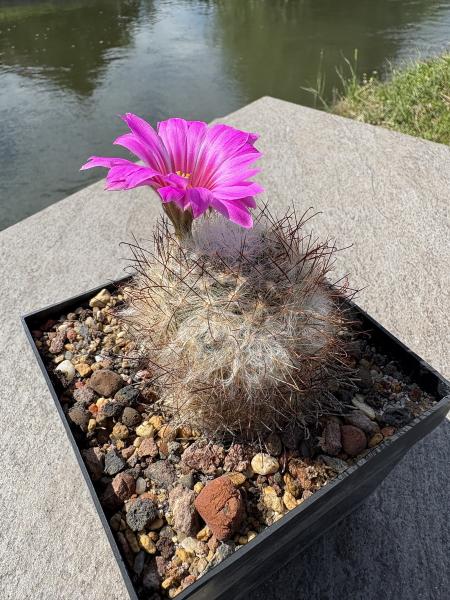 Mammillaria guelzowiana
